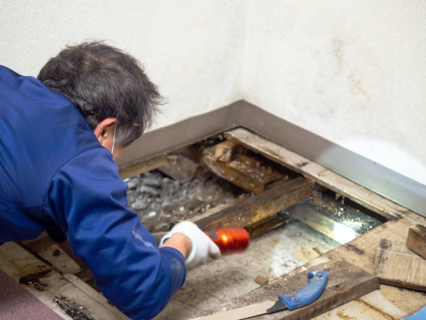 Best Commercial Mold Removal  in St Helen, MI
