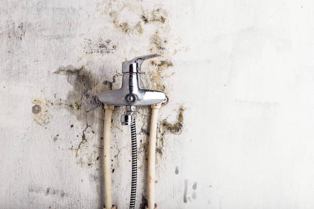 Best Home Mold Removal  in St Helen, MI
