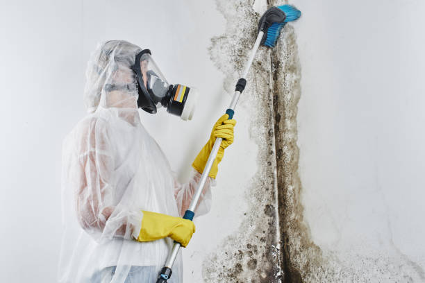 Best Residential Mold Removal  in St Helen, MI