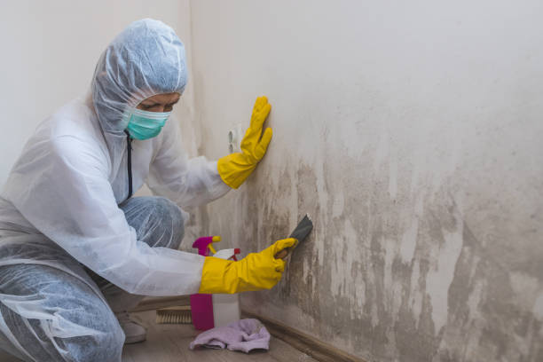 Best Mold Removal Process  in St Helen, MI