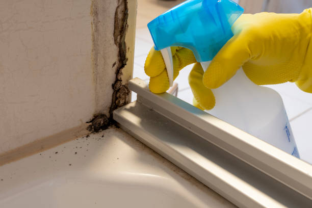 Best Crawl Space Mold Removal  in St Helen, MI