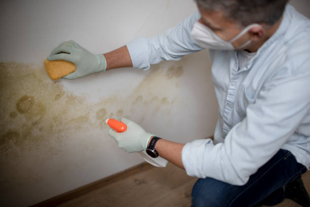 Best Fast Mold Removal  in St Helen, MI