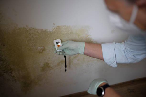 Best Black Mold Removal  in St Helen, MI