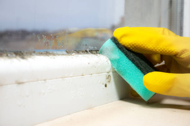 Best Professional Mold Removal  in St Helen, MI