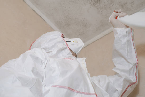 Best Same-Day Mold Removal  in St Helen, MI
