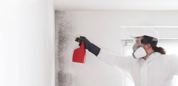  St Helen, MI Mold Removal Pros