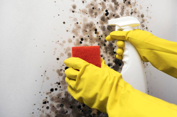Best Mold Remediation  in St Helen, MI
