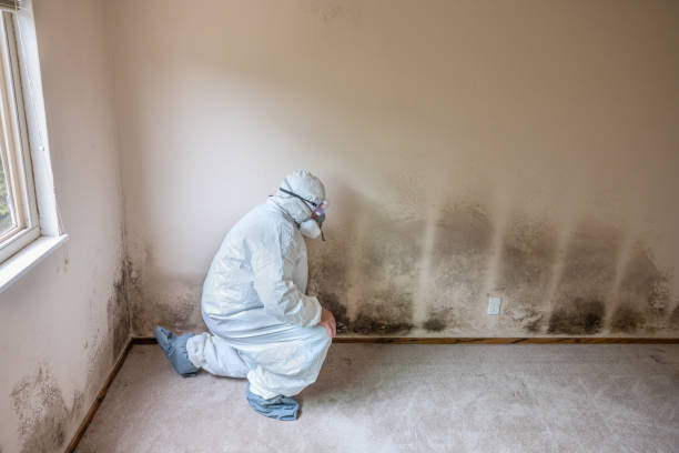 Best Mold Cleaning Services  in St Helen, MI