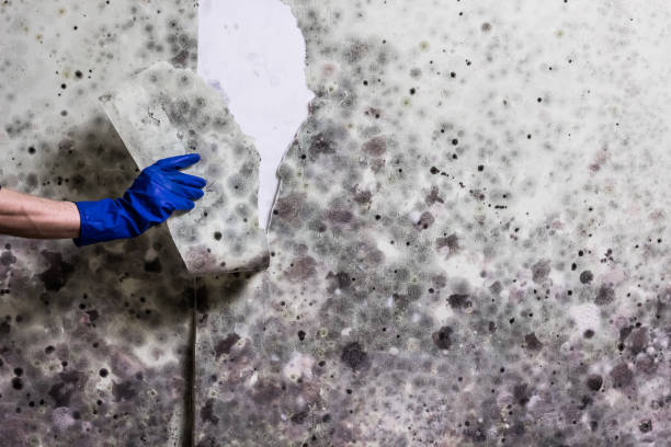 Mold Removal Process in St Helen, MI